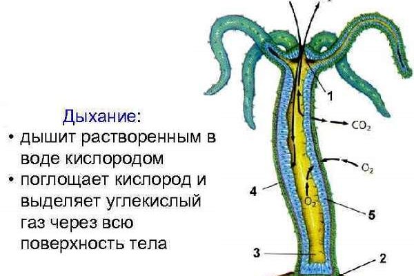 Сайт где купить гашиш